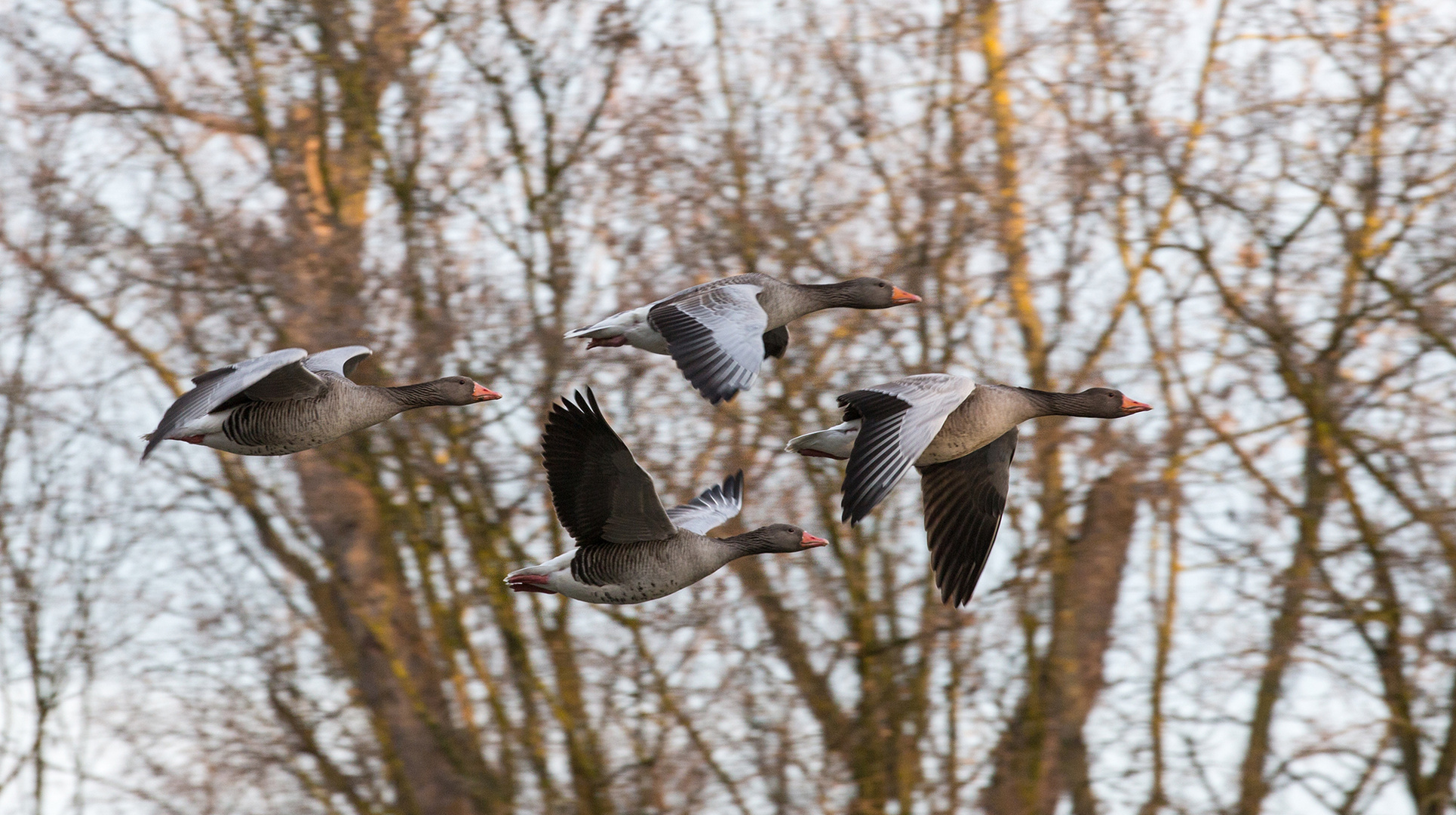 Graugänse am Neckar