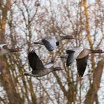 Graugänse am Neckar