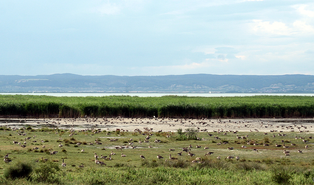 Graugänse am Neusiedler See