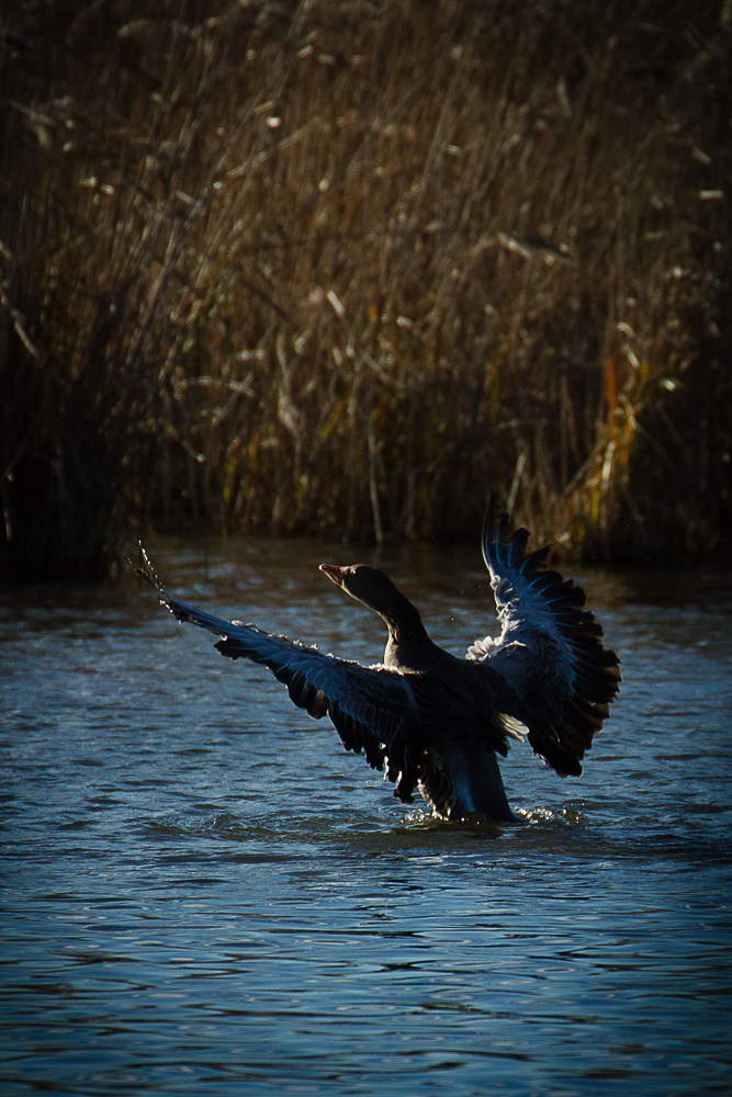 Graugänse am Reinheimer Teich I