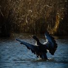 Graugänse am Reinheimer Teich I