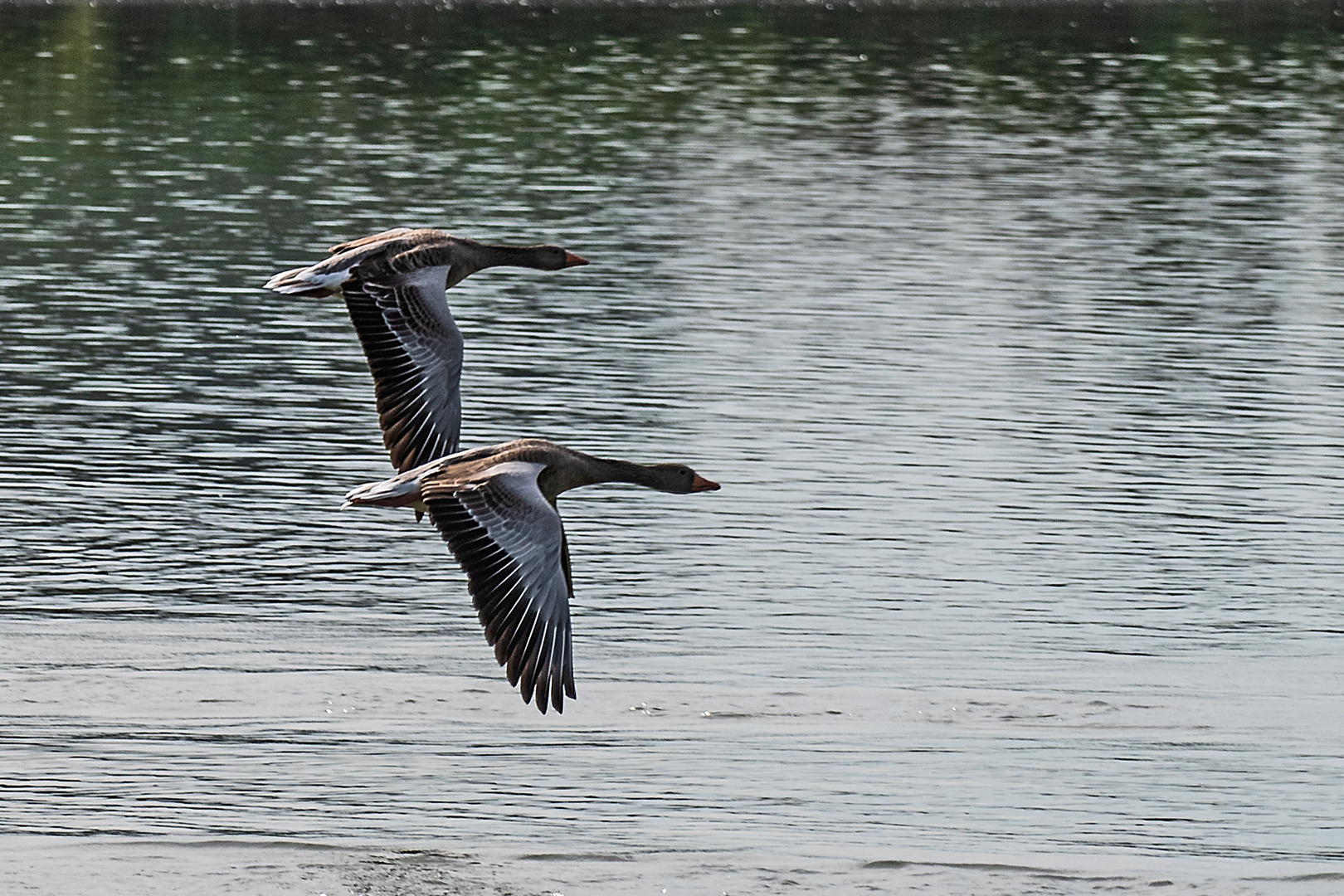 Graugänse am Reinheimer Teich (Odenwald)