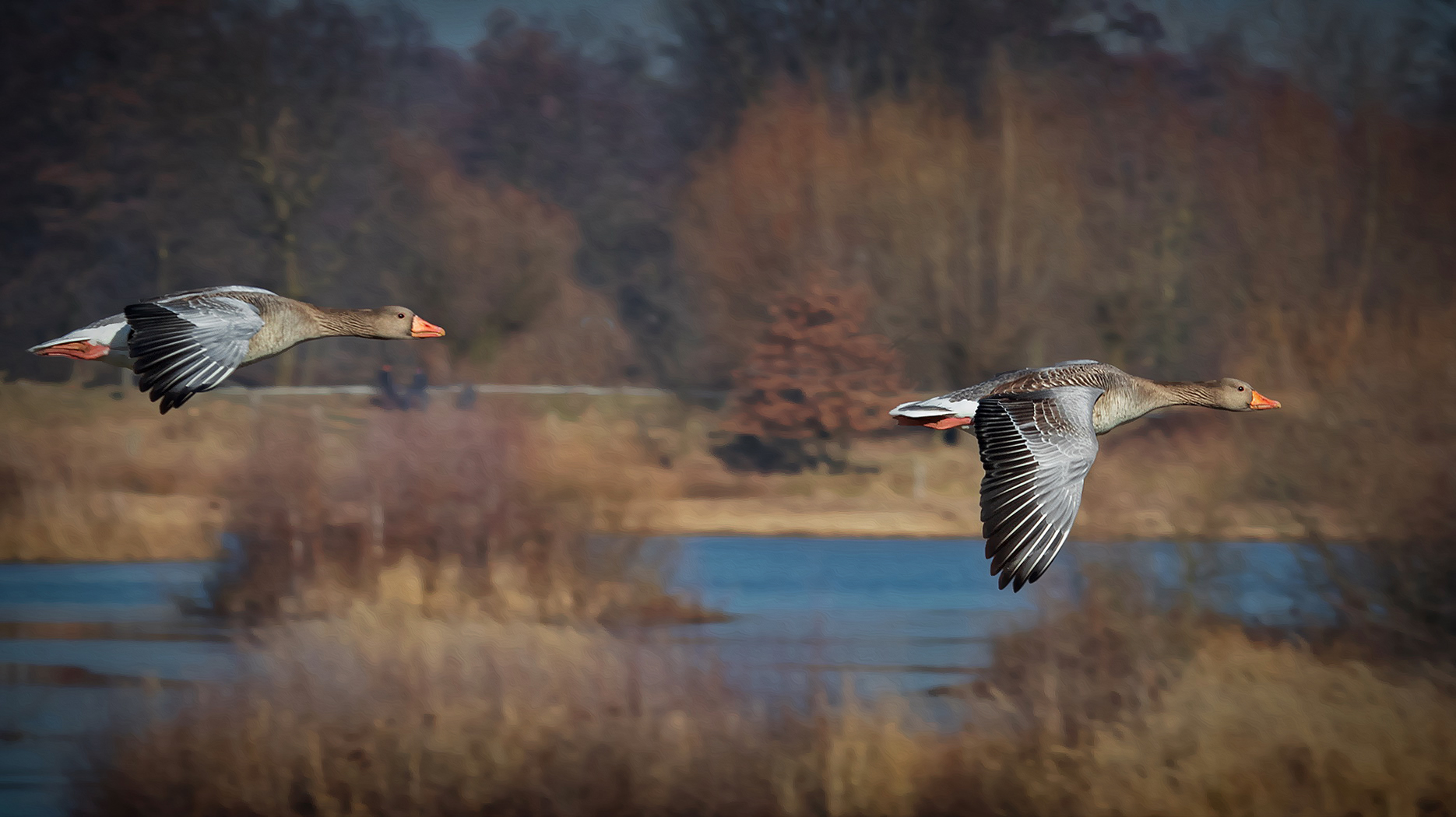 Graugänse am Steinhorster-Becken