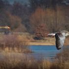 Graugänse am Steinhorster-Becken