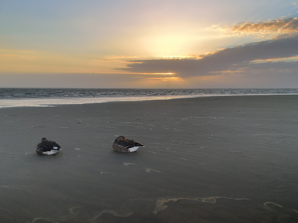 Graugänse am Strand von Borkum