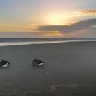 Graugänse am Strand von Borkum