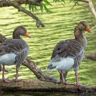 Graugänse am Teich