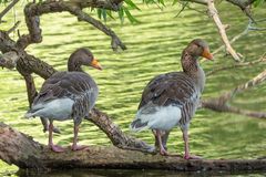 Graugänse am Teich