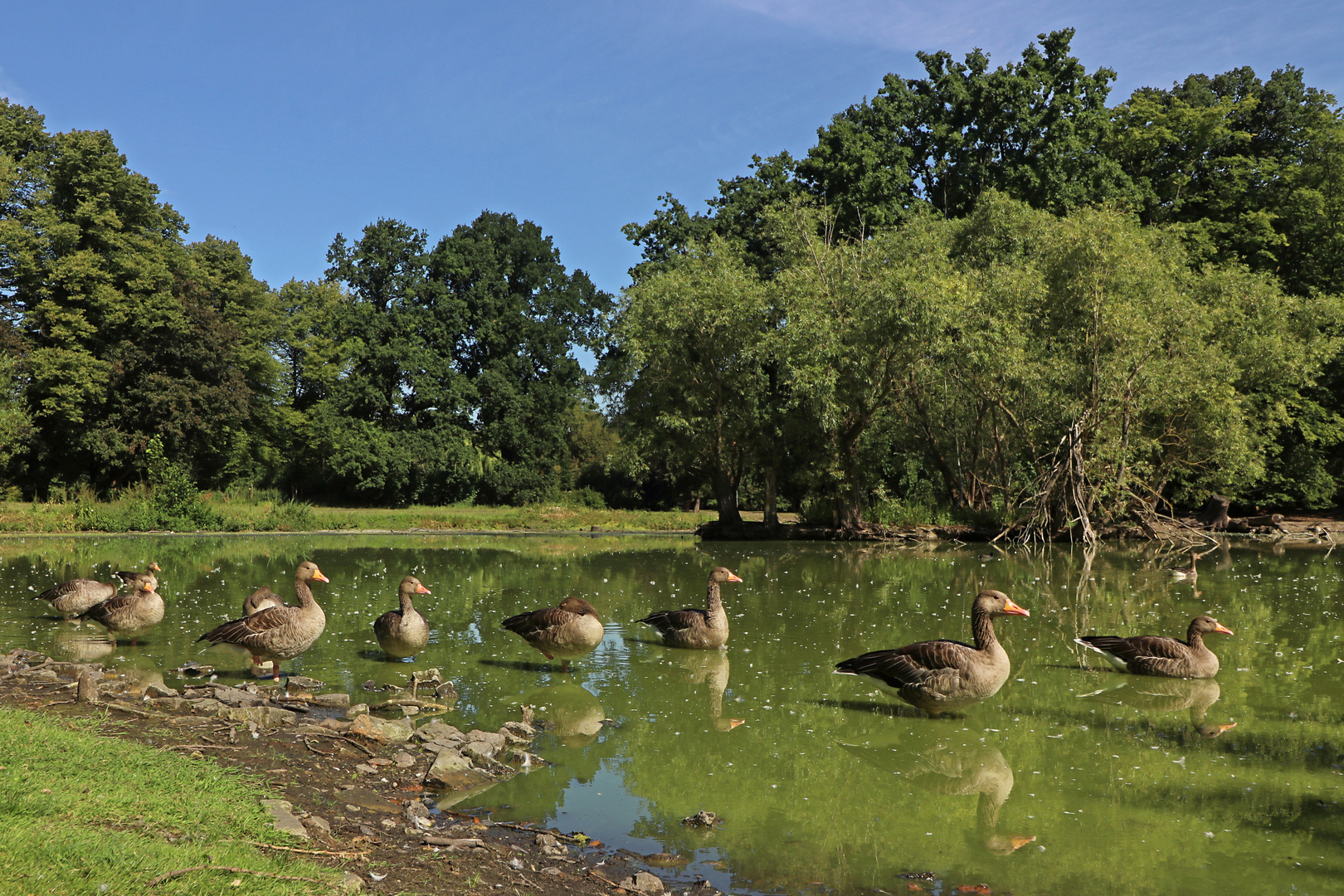 Graugänse am Ufer