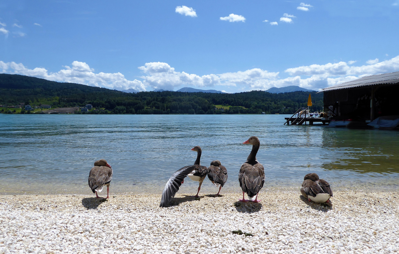 Graugänse am Ufer des Wörthersees