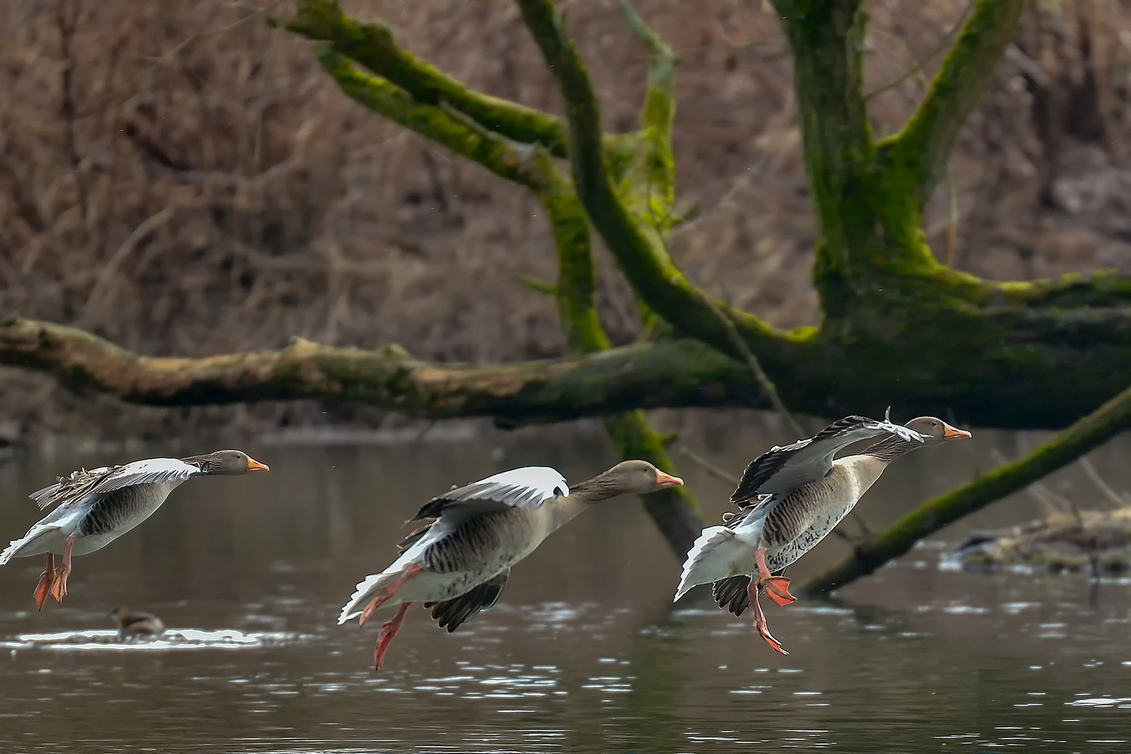 Graugänse an der Ruhr