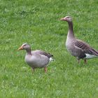 Graugänse, Anser anser (Wildlife)