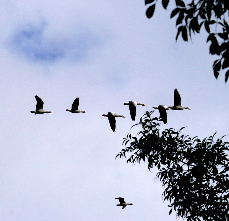 Graugänse auf dem Flug zur Sammerstelle