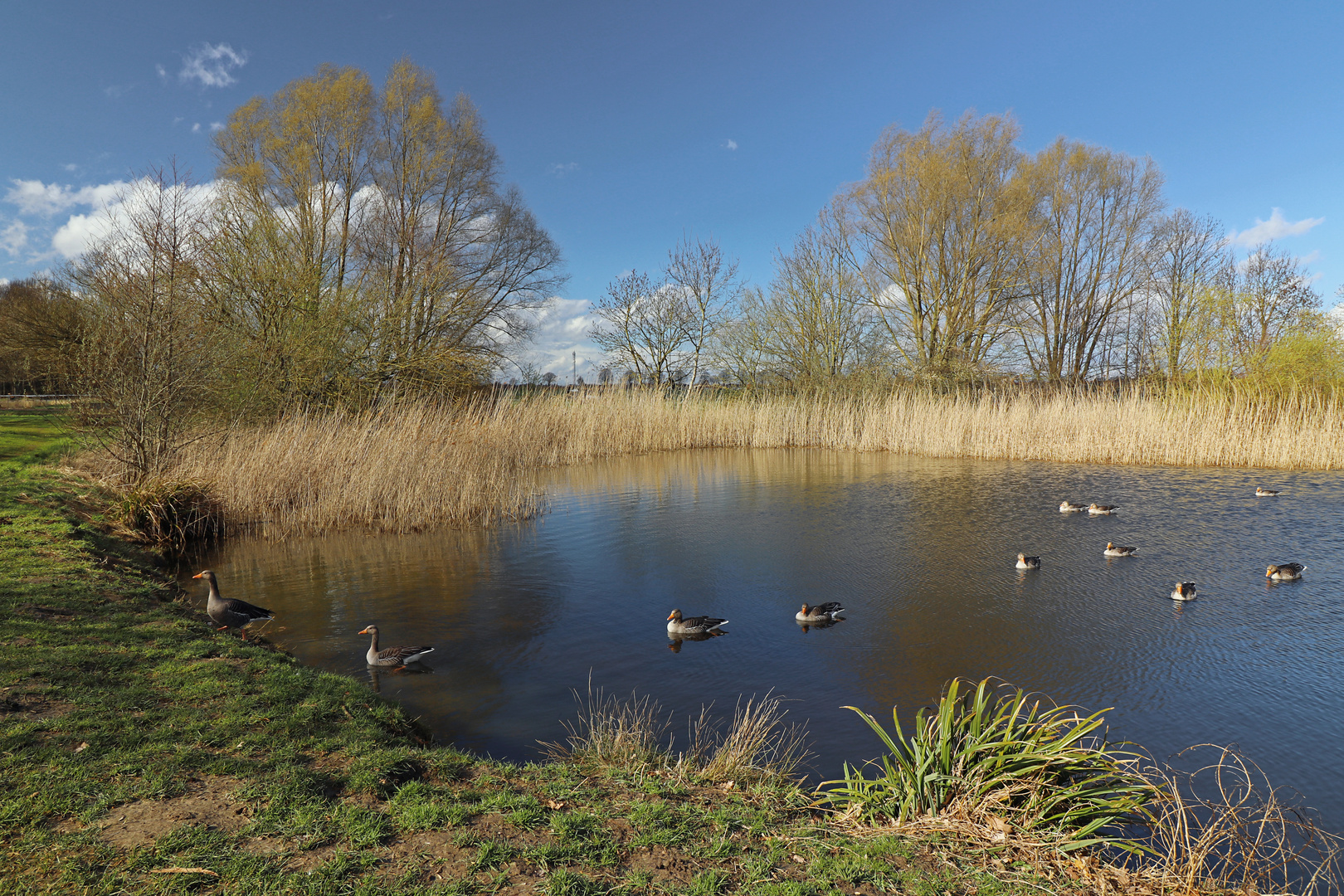 Graugänse auf dem Teich