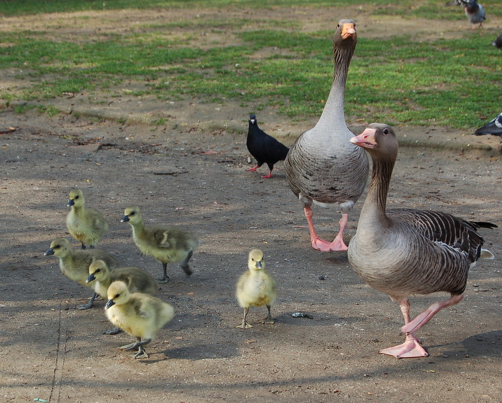 Graugänse auf Familienausflug