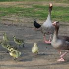 Graugänse auf Familienausflug