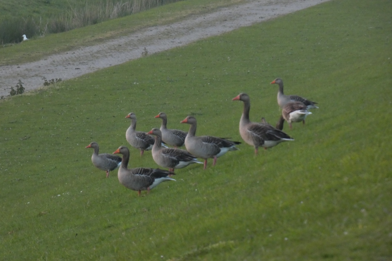 Graugänse auf Norderney, eine Plage?