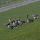 Graugänse auf Norderney, eine Plage?