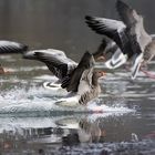 Graugänse bei der Ankunft im Neckar