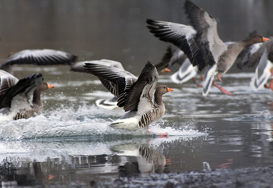 Graugänse bei der Ankunft im Neckar