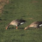 Graugänse bei der Hauptbeschäftigung