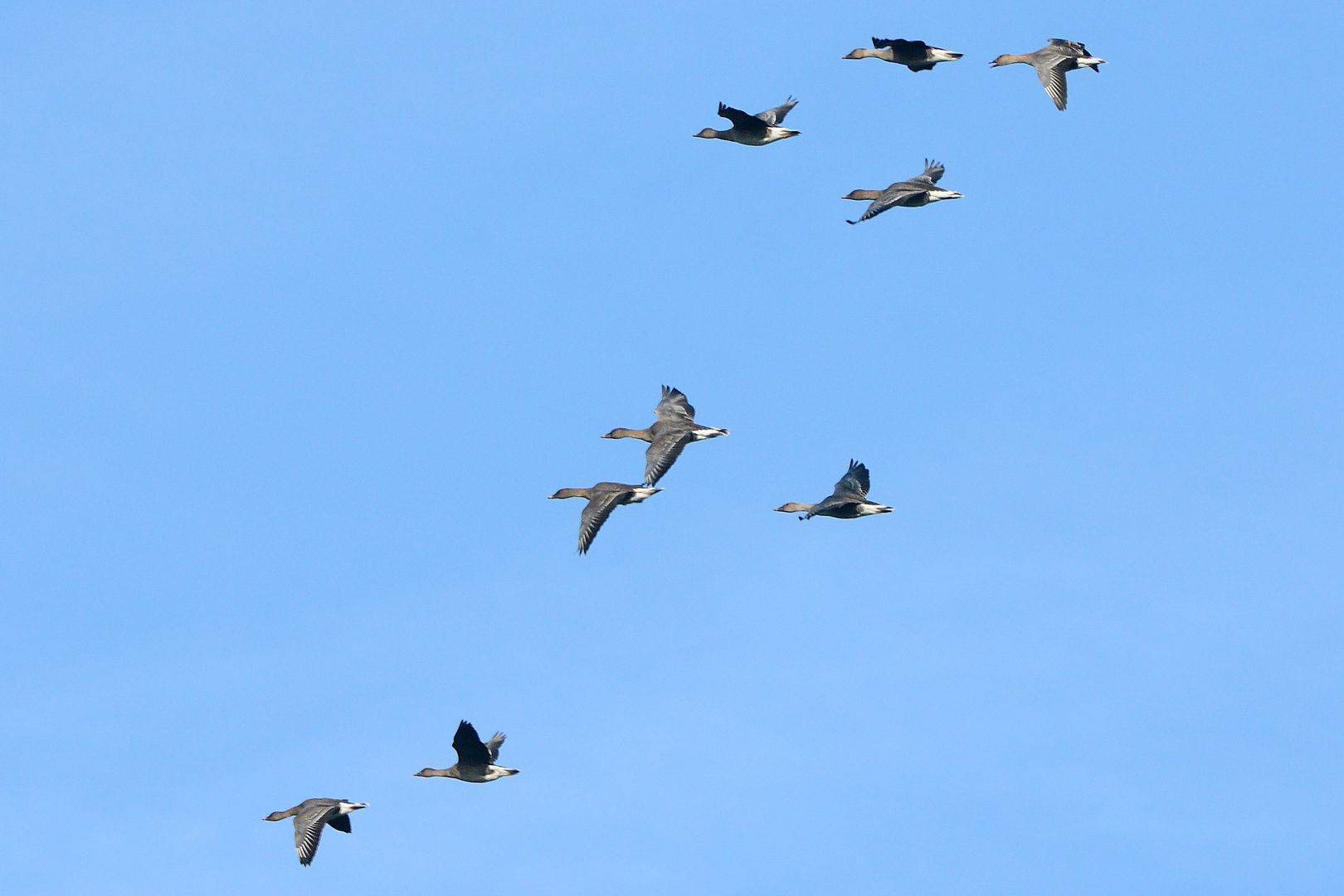 Graugänse beim Abflug