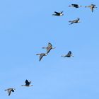 Graugänse beim Abflug