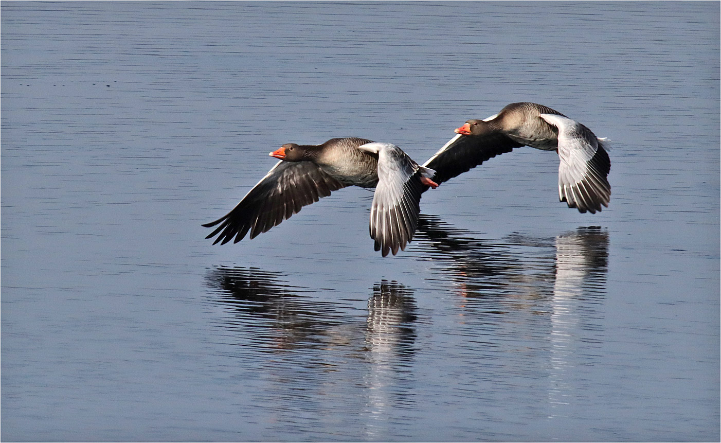 Graugänse beim Abflug