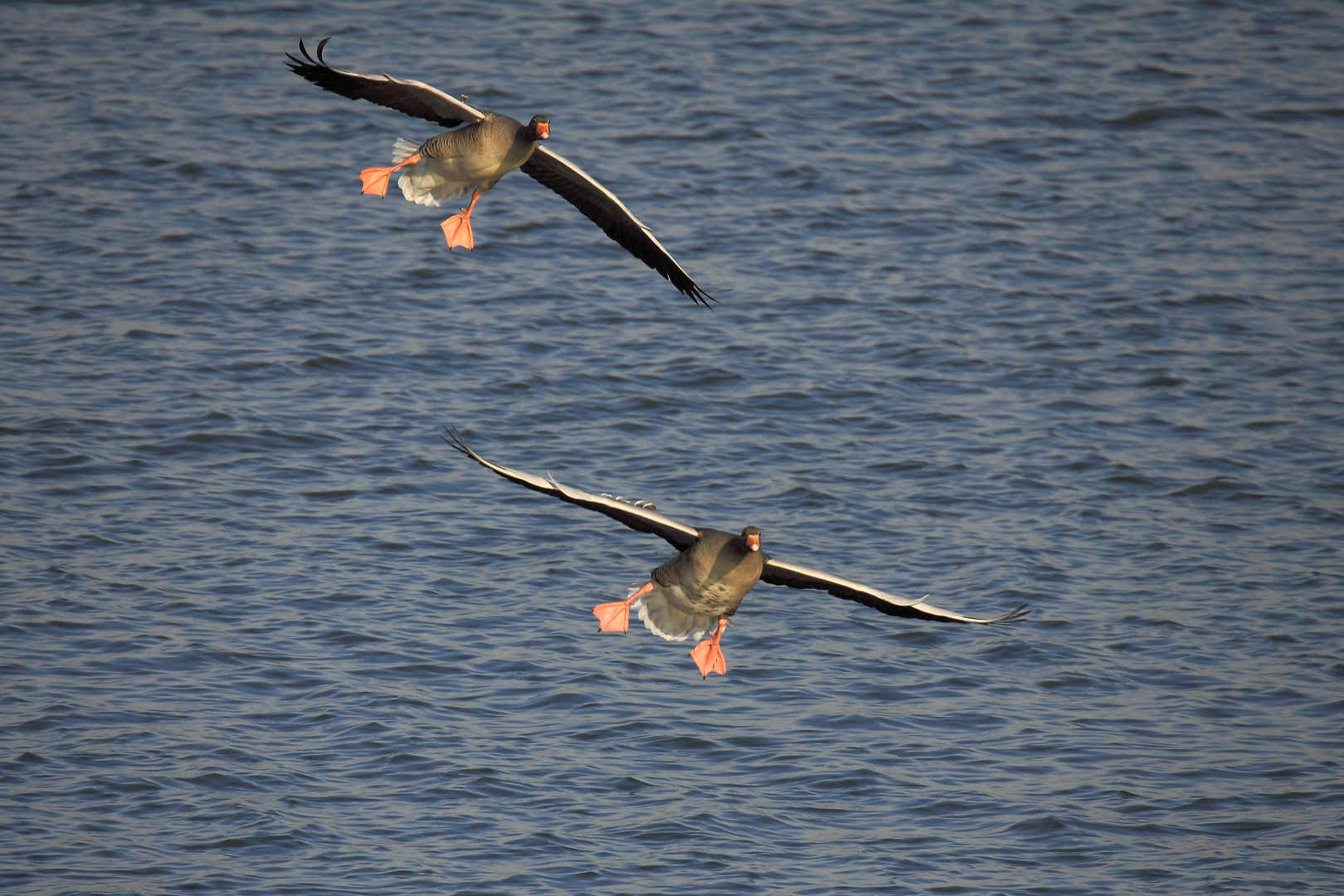 Graugänse beim Landeanflug