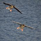 Graugänse beim Landeanflug