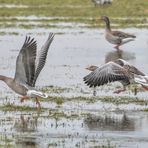 Graugänse beim Laufen mit Zuschauer