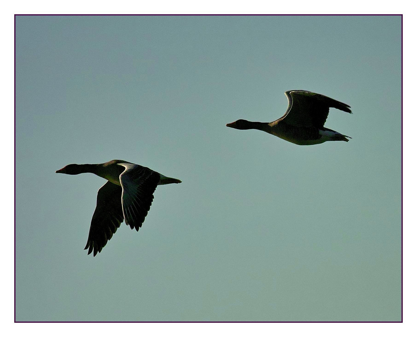 Graugänse beim Überflug