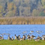 Graugänse, Blässgänse und Tundrasaatgänse