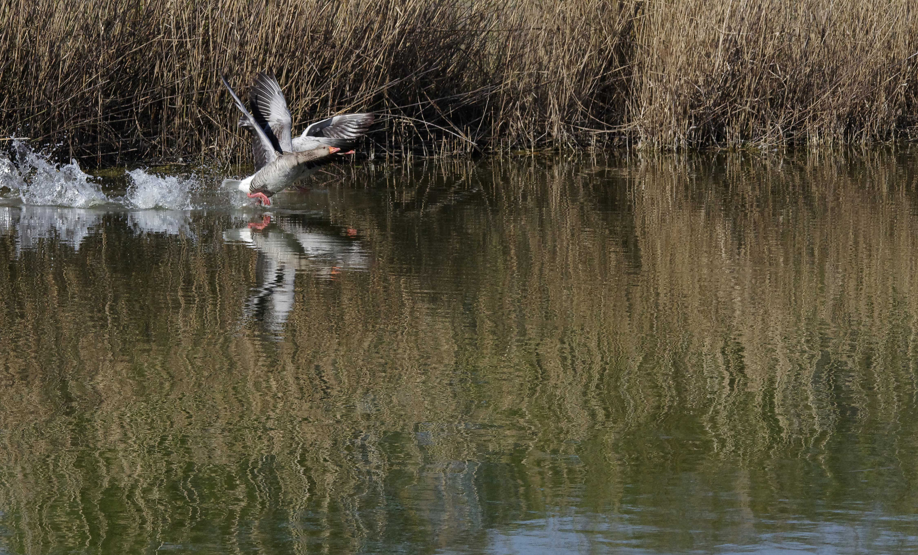 ..Graugänse