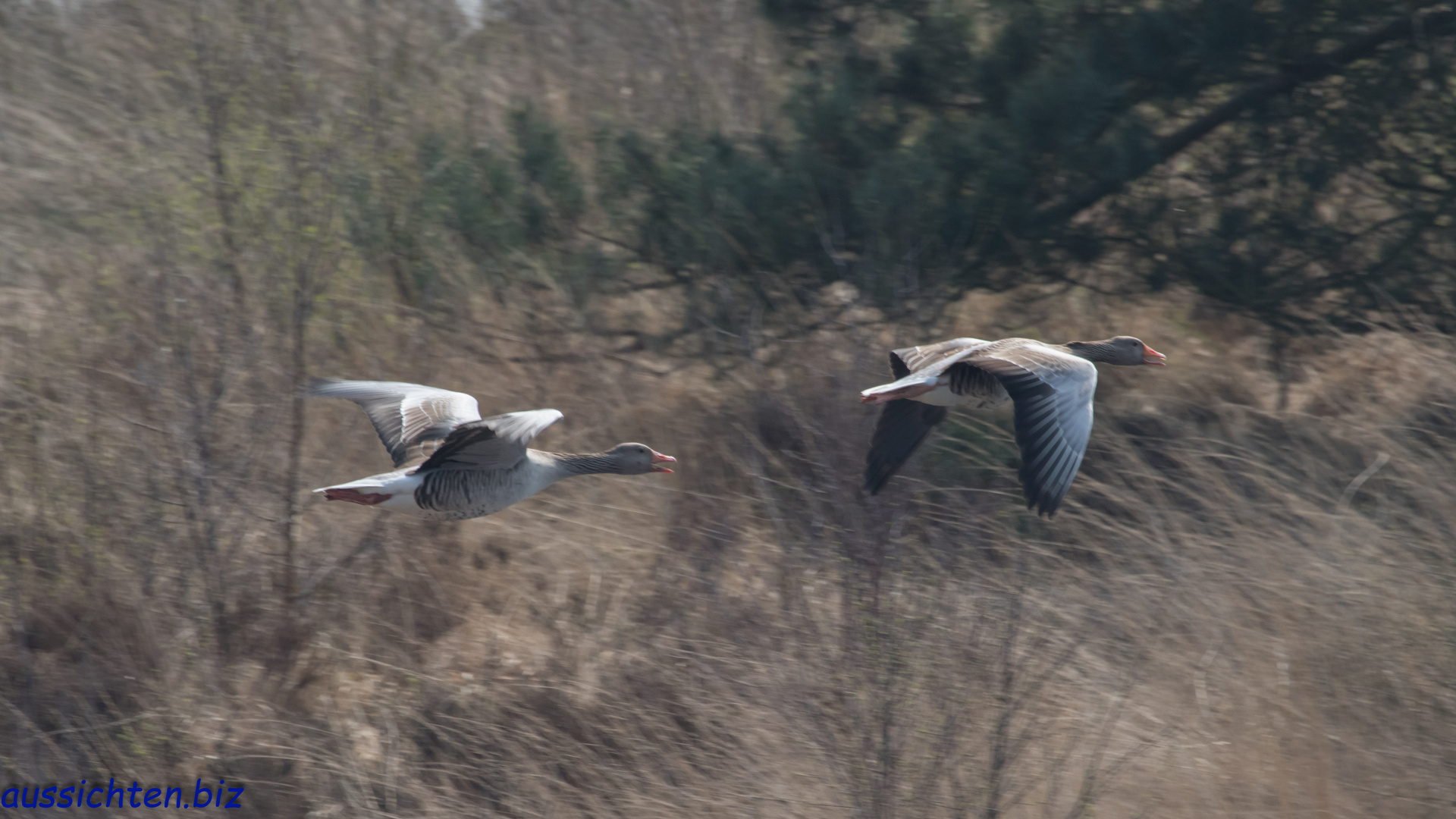 Graugänse die den Teich wechseln