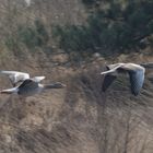 Graugänse die den Teich wechseln