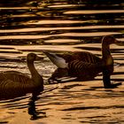 "GRAUGÄNSE DUO AM ABEND"