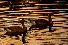 "GRAUGÄNSE DUO AM ABEND"