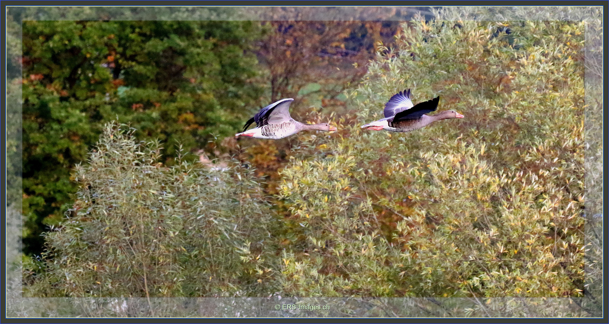 Graugänse FLACHSEE Reuss Rottenschwil 2021-10-18 363 ©