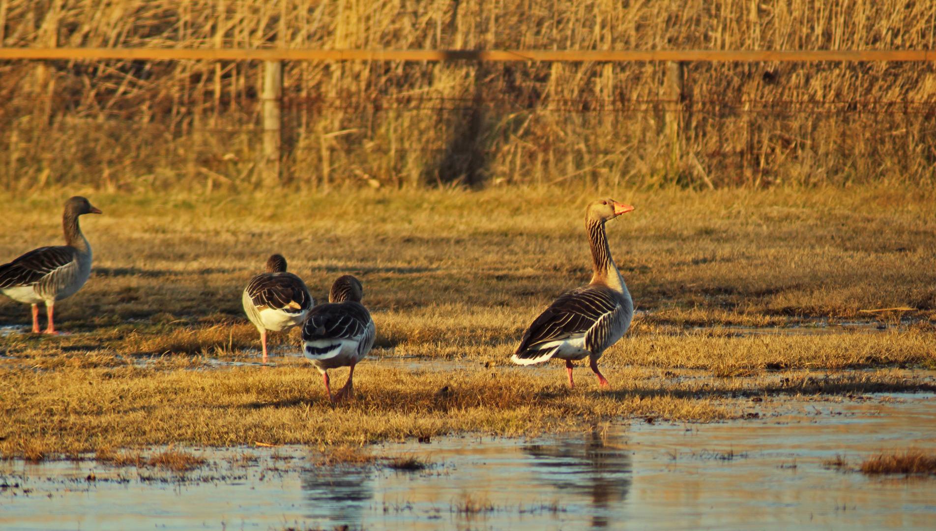 Graugänse / grey geese