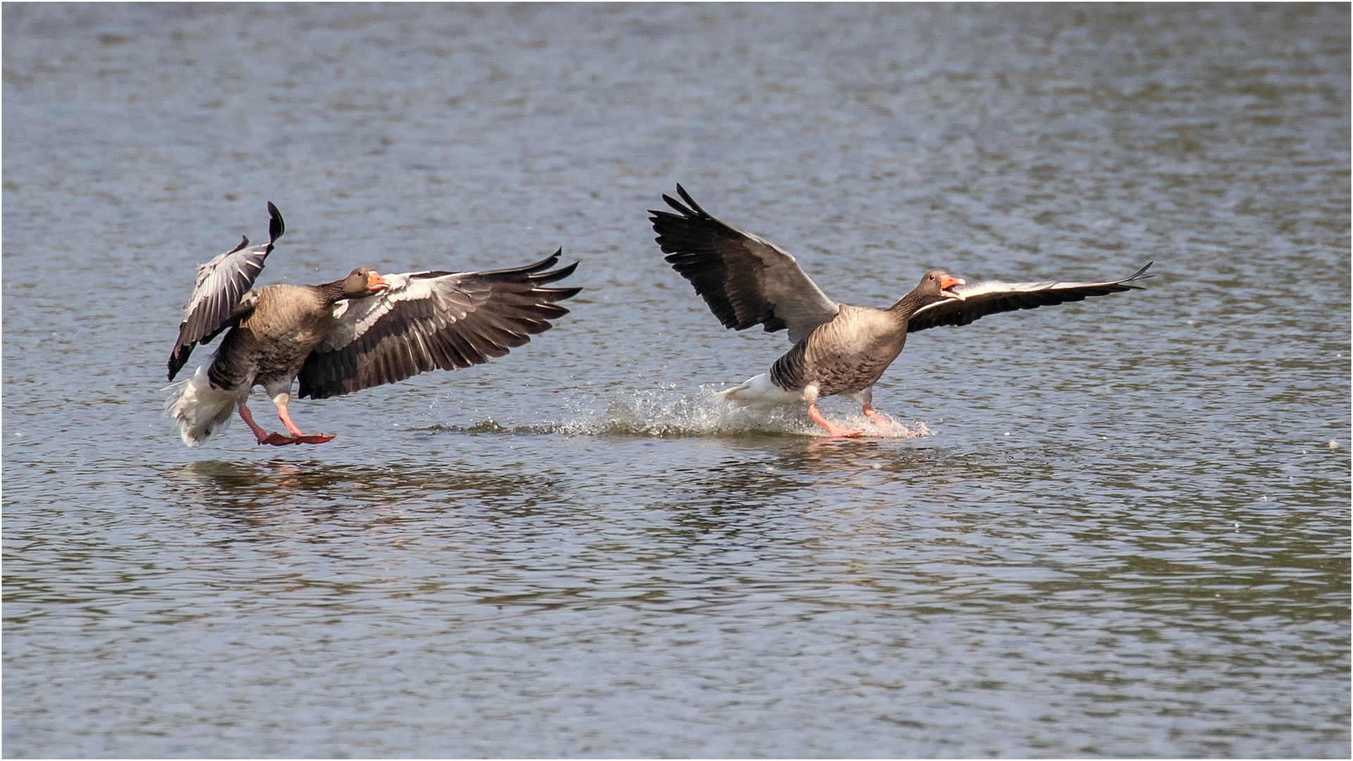 Graugänse im Anflug  .....