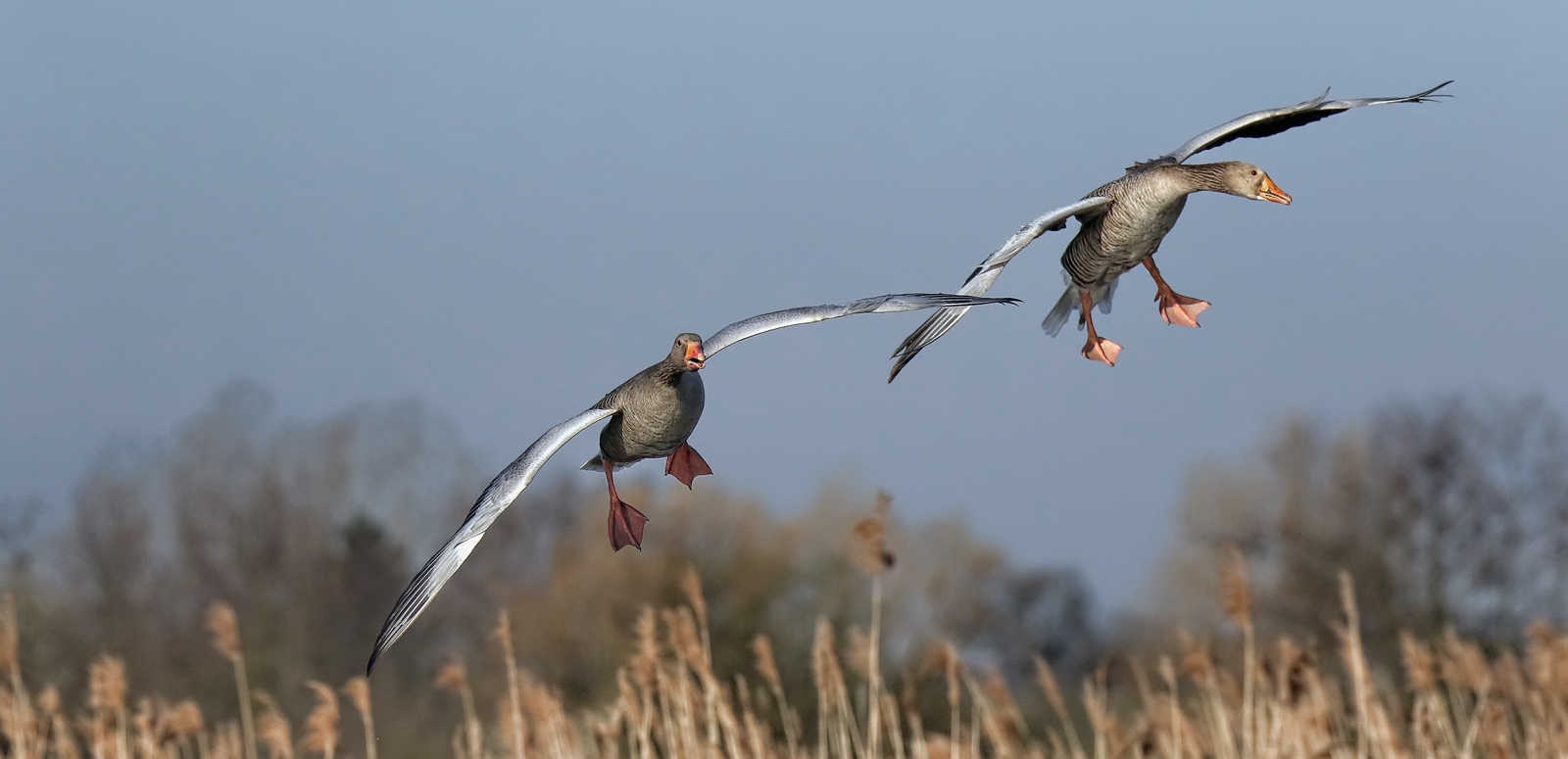 Graugänse im Anflug