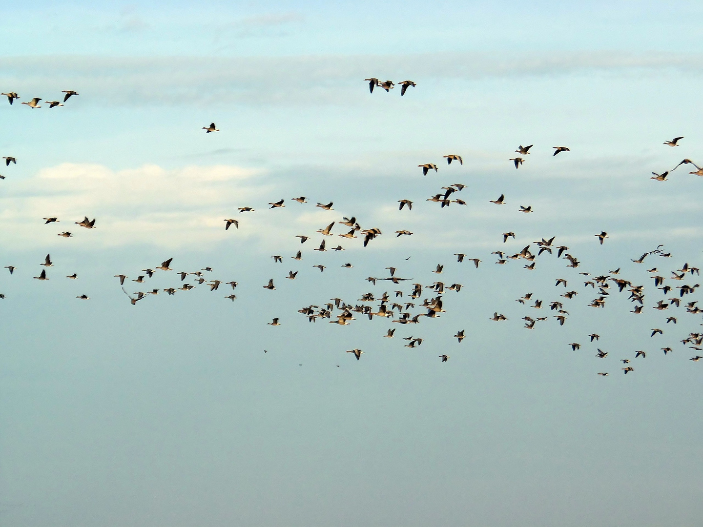 Graugänse im Anflug