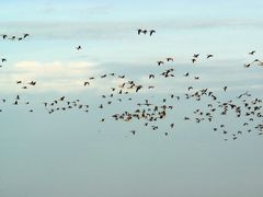 Graugänse im Anflug