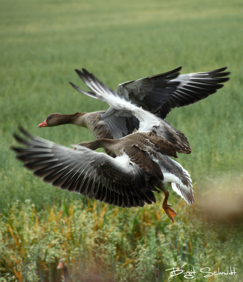 Graugänse im Anflug