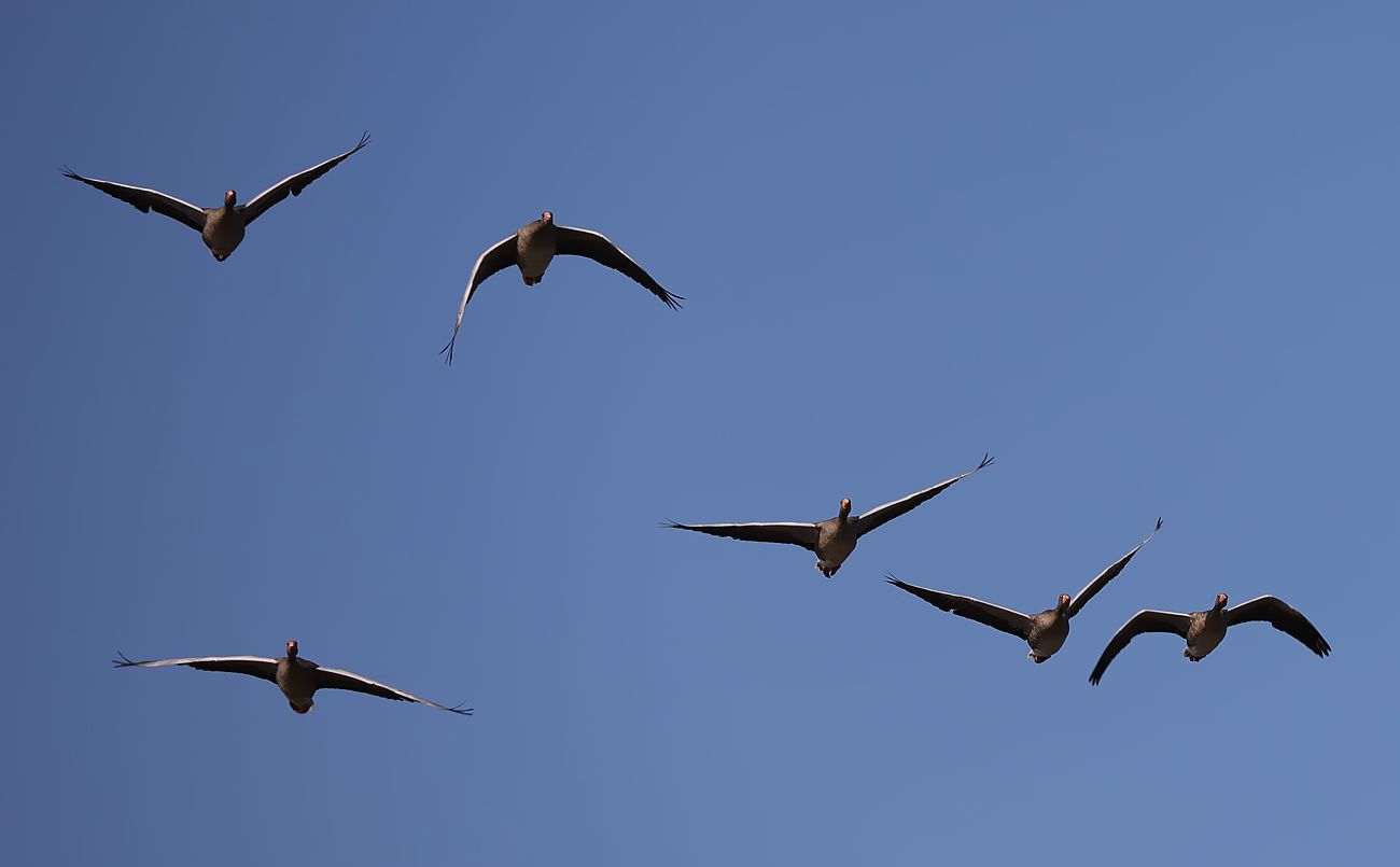 Graugänse im Anflug