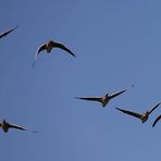 Graugänse im Anflug