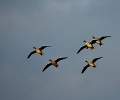 Graugänse im Anflug I