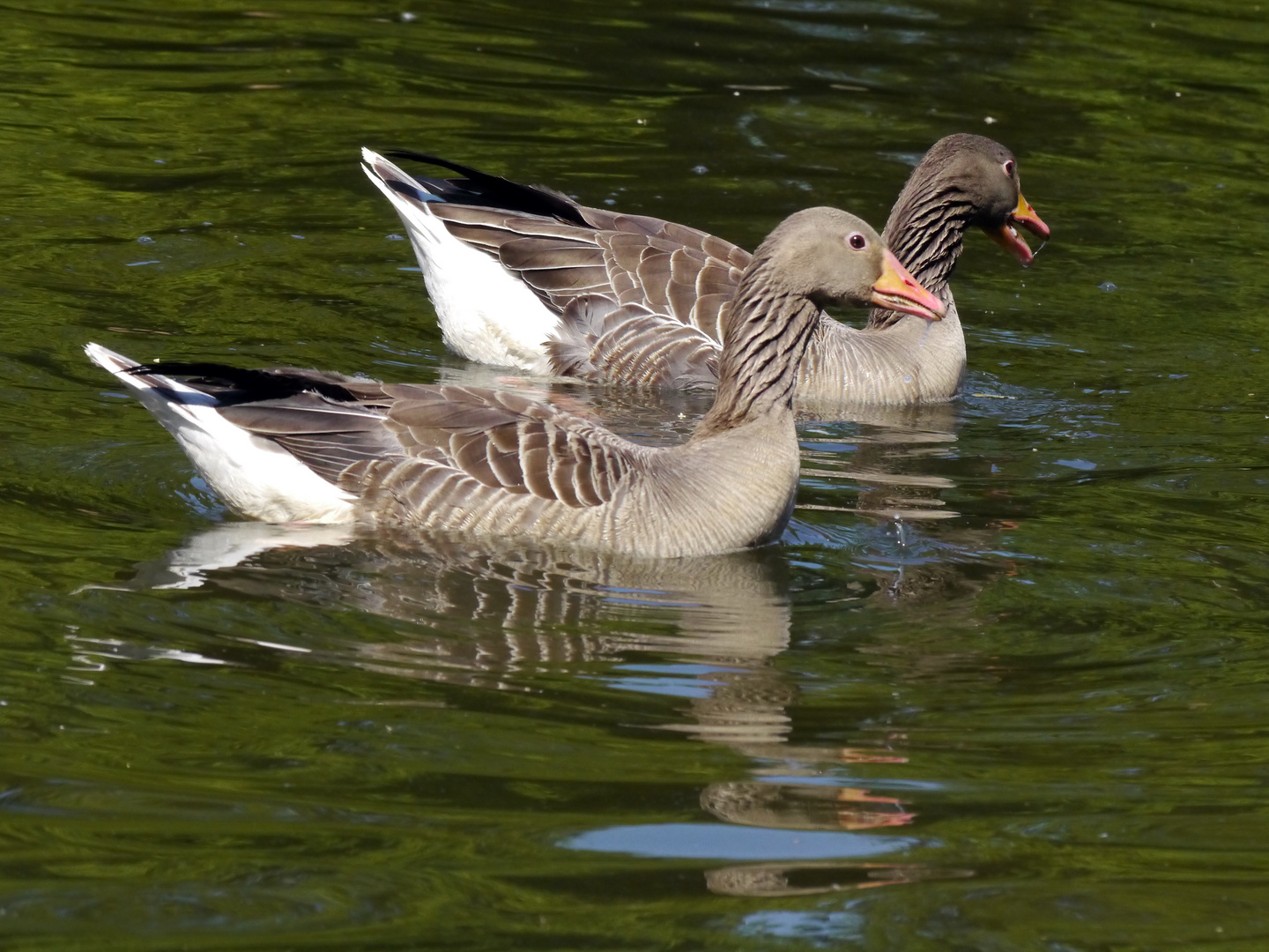 Graugänse im Ebertpark in Ludwigshafen