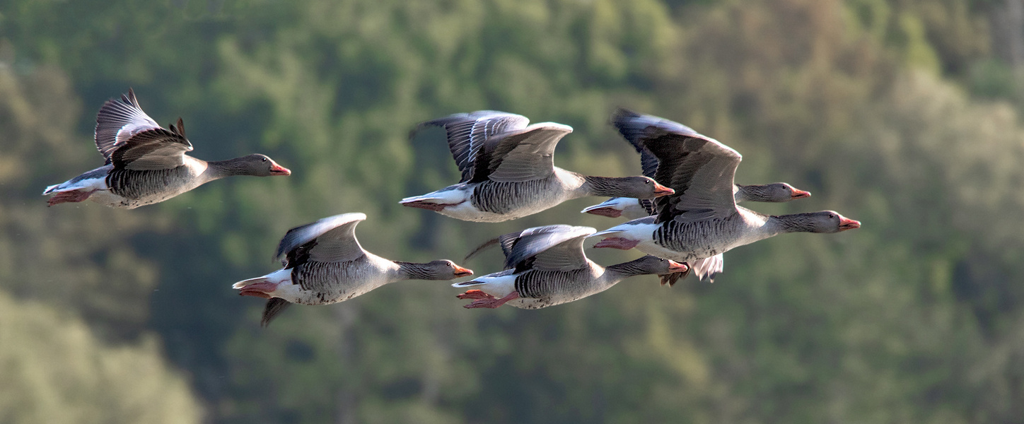 Graugänse im Flug 001